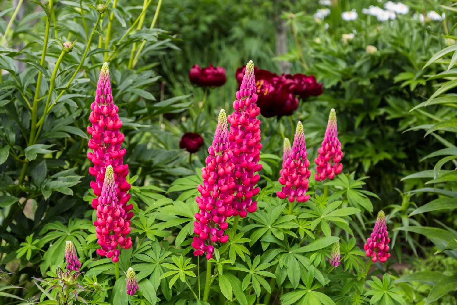 Lupine 'The Pages'